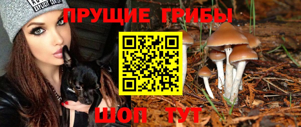 Галлюциногенные грибы Psilocybine cubensis  Вход с VPN  Костомукша  Псилоцибиновые грибы Psilocybe 